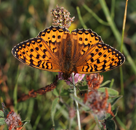 Dark Green Fritillary