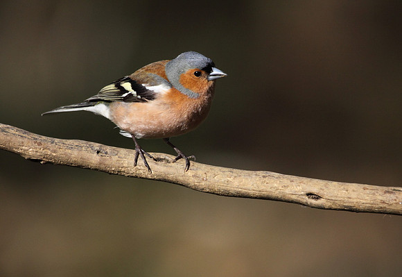 Male Chaffinch