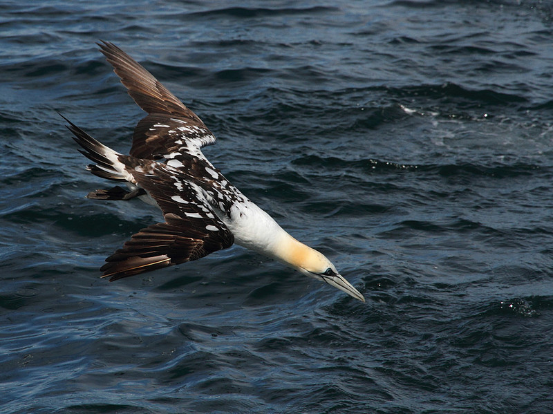 Gannet dive