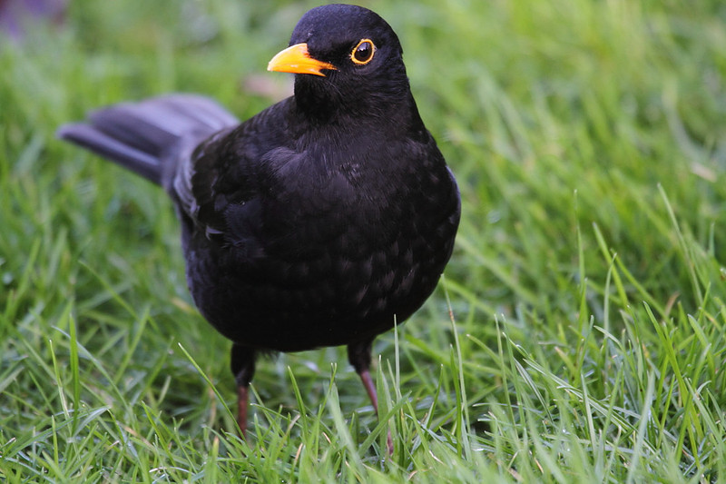 Male Blackbird