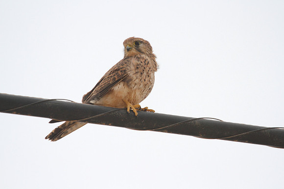 Kestrel