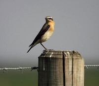 Northern Wheatear
