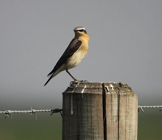 Northern Wheatear