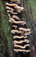 Many Zoned Polypore