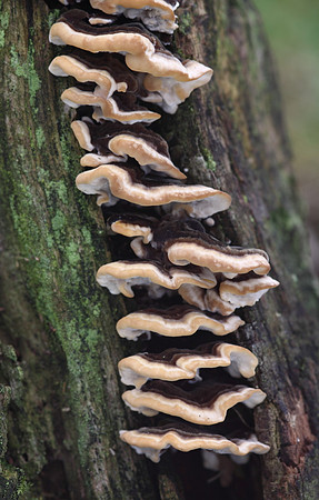 Many Zoned Polypore