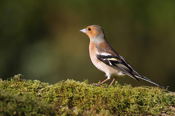 Male Chaffinch