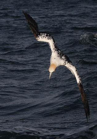 Gannet Dive