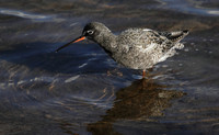 Spotted Redshank
