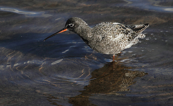 Spotted Redshank