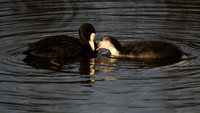 Coot with young
