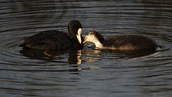 Coot with young