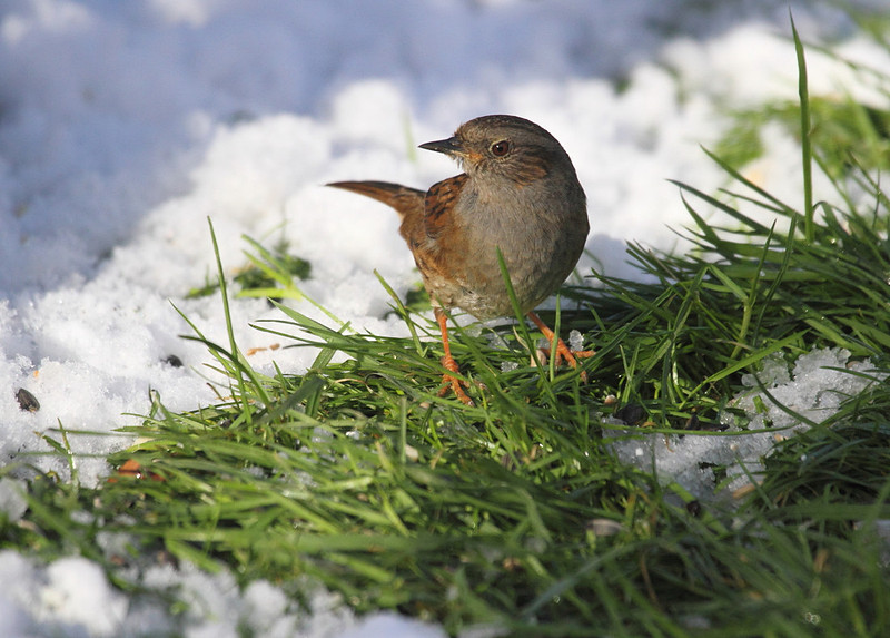 Dunnock