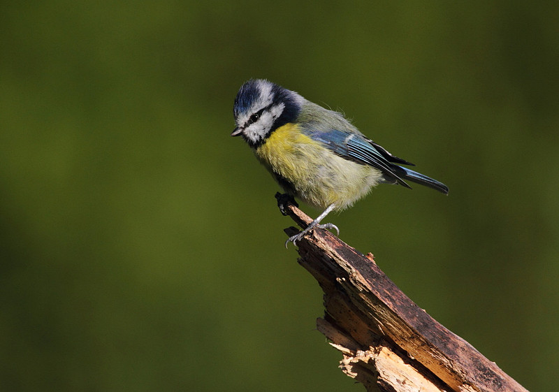 Blue Tit