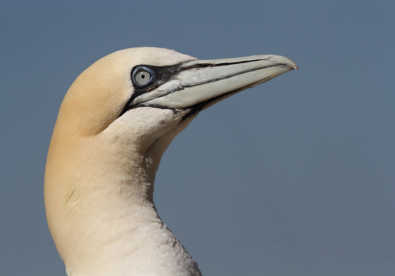 Gannet portrait