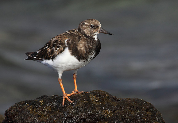 Turnstone