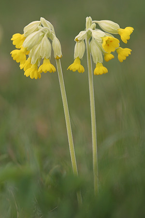Cowslips