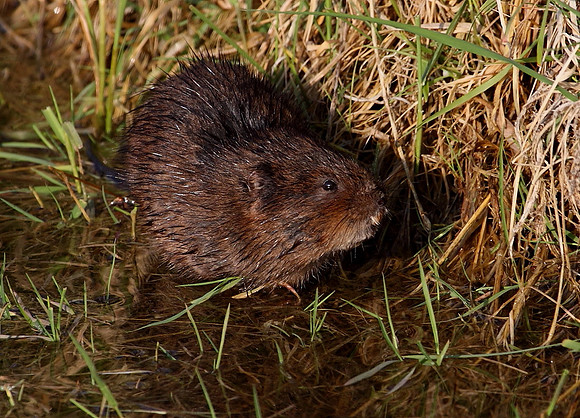 Water Vole