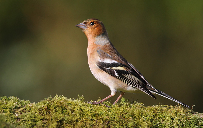 Male Chaffinch