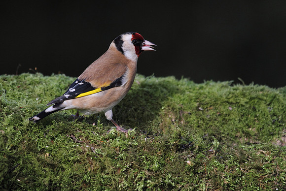 Goldfinch