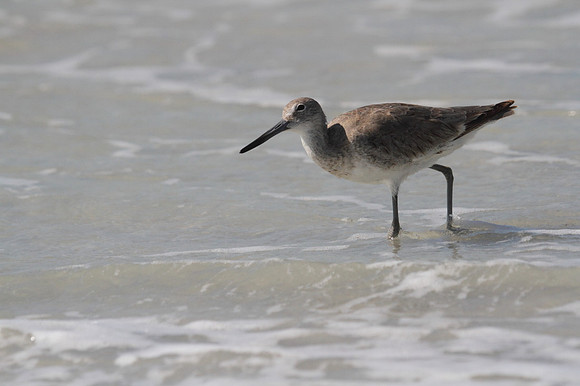 Willet