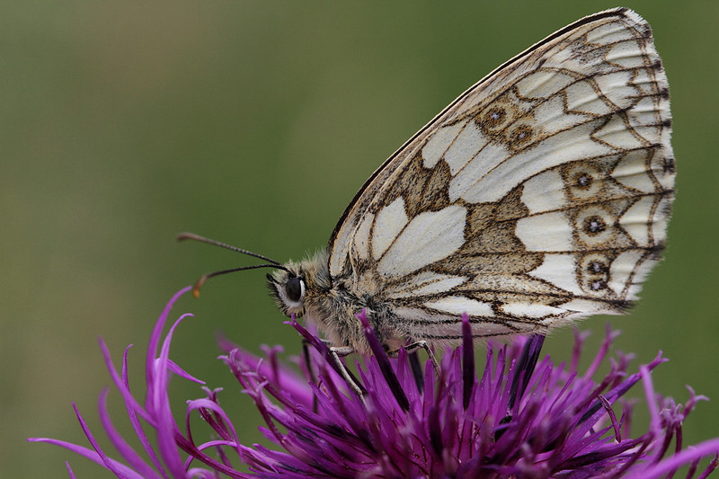Marbled White