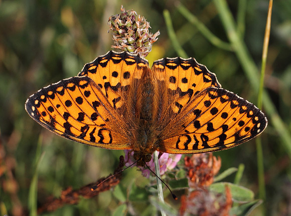 Dark Green Fritillary