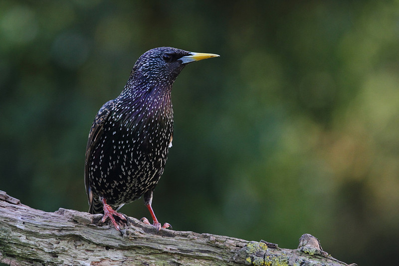 Starling