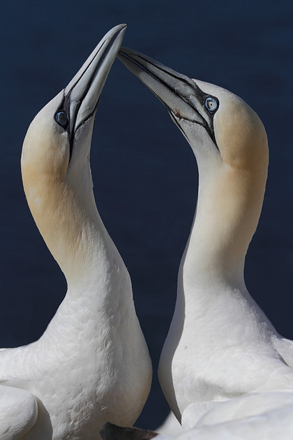 Gannets sparring