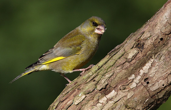 Male Greenfinch