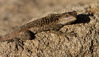 Agama Lizard