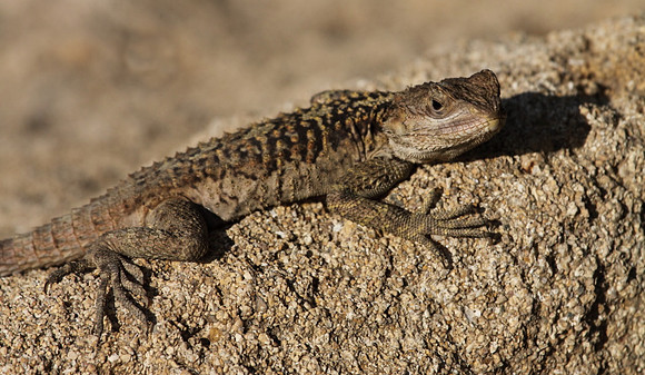 Agama Lizard