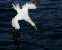 Gannet dive