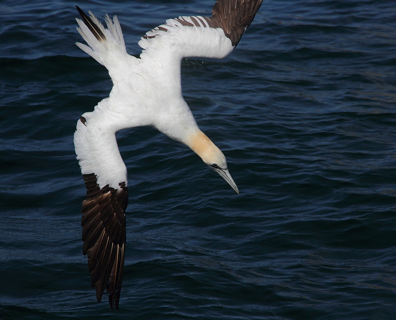 Gannet dive