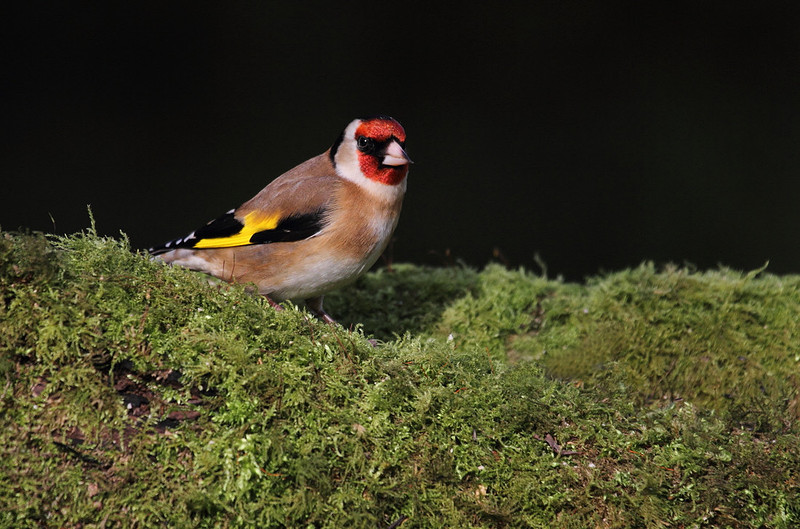 Goldfinch