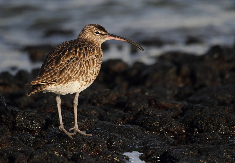 Whimbrel