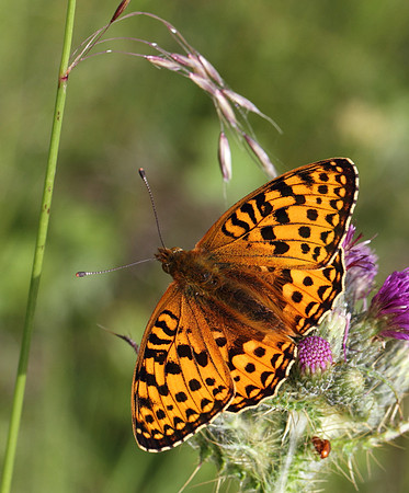 Dark Green Fritillary