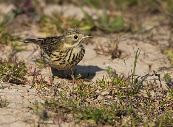 Meadow Pipit