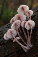 Mycena Fungi
