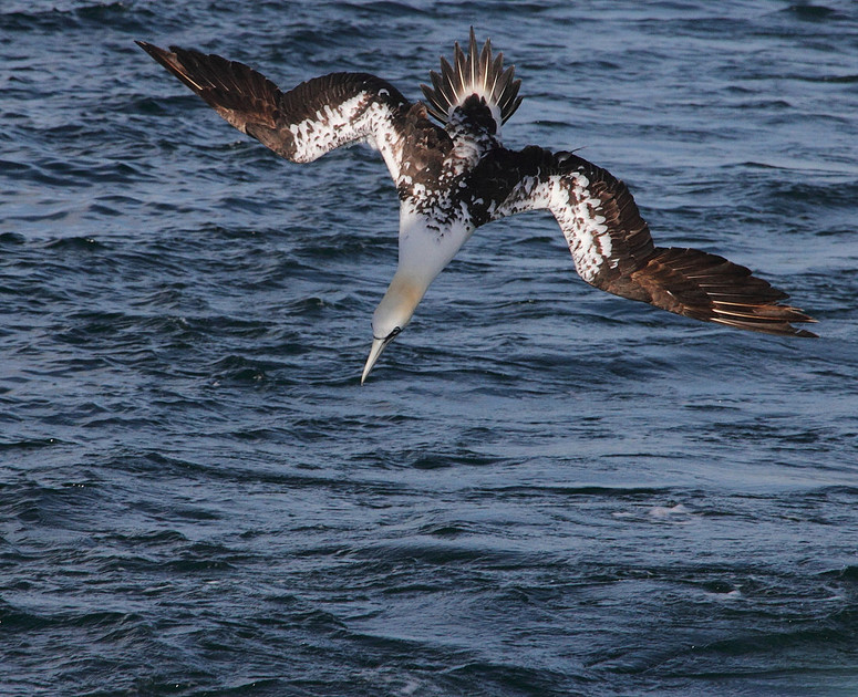 Gannet dive