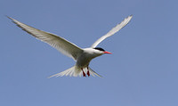 Arctic Tern in flight