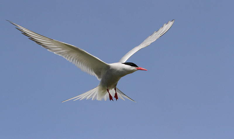 Arctic Tern in flight
