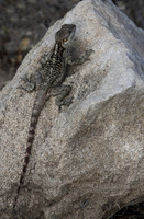 Agama Lizard