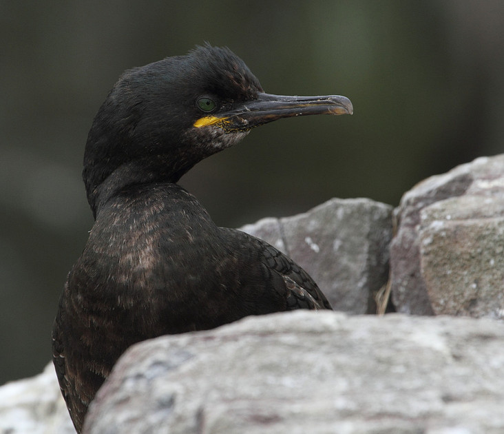 Shag