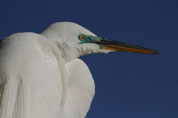 Great Egret