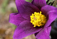 Pasque Flower
