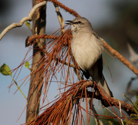 Northern Mocking Bird