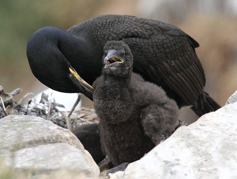 Shag preening chicks