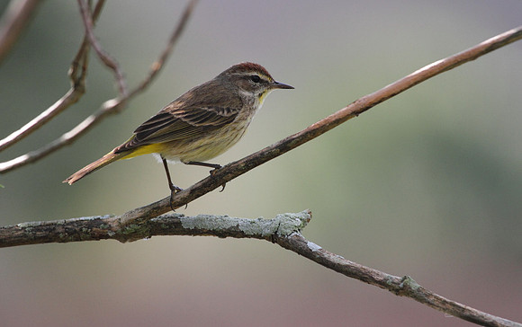 Palm Warbler