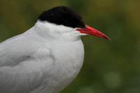 Arctic Tern