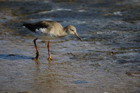 Redshank